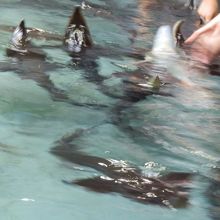 チョウザメぱくぱくのコーナー