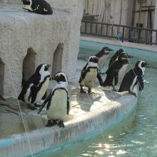 ペンギンもいた。