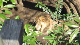 ファミリーにはいいかも。