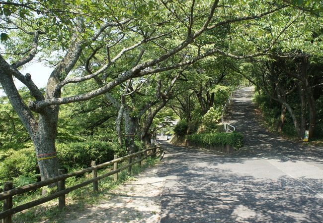 桜の季節以外だと、見るべきものはあまりなくて、ちょっとさみしいかもしれません。