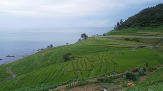 白米の千枚田 