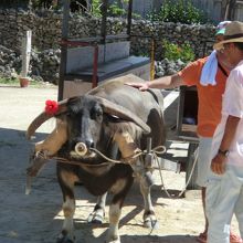 水牛車に乗って竹富の町並みを！