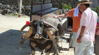 赤瓦の町並みを水牛車に乗ってのんびりと！