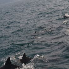 イルカに癒される