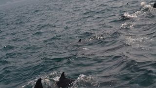 イルカに癒される