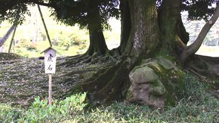 虎が前足を 低くして吼えている姿に似ている自然石