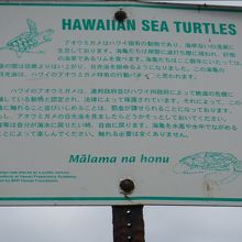 海亀の説明です。