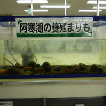 待合室の前にある養殖マリモ