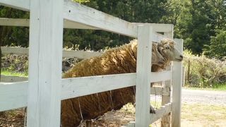 その名のとおり羊がいます