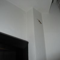 やもりは守り神？