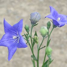 智積院の参道に咲いた桔梗。