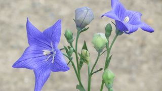 青葉まつり。無料公開・長谷川等伯と久蔵の襖絵。