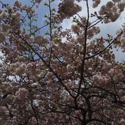 ゴールデンウィークに遅咲き桜を見に 「弥彦公園」