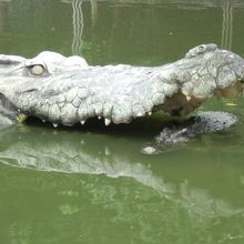 巨大ワニが子ワニを襲う？　巨大ワニは偽物でした