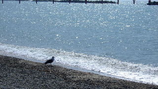 快水浴場百選に選ばれている瀬波海岸