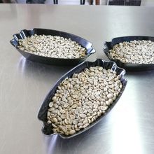 焙煎前のコナコーヒー豆