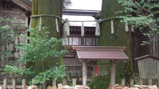 夫婦杉が有名ですね！