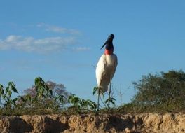 パンタナル保全地域　