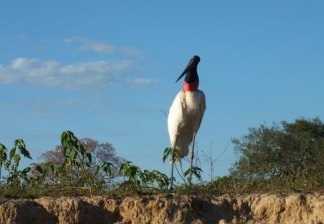 野鳥の宝庫