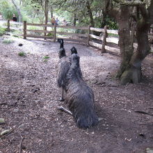 メスにフラレタオス（後）