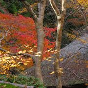 祇王寺の秋は格別。