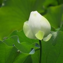 大沢池の蓮。白色の蓮もあります。