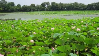 7月の大沢池は蓮が見事。