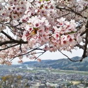 桜の時期は特におすすめ　国指定史跡 村上城跡 （お城山）