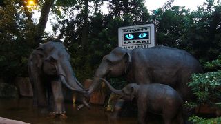 ナイトサファリは大人でも十分楽しめる