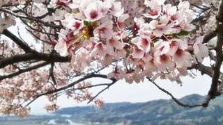 桜の時期は特におすすめ　国指定史跡 村上城跡 （お城山）