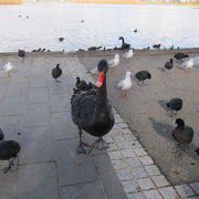 水鳥が多く集まる憩いの公園