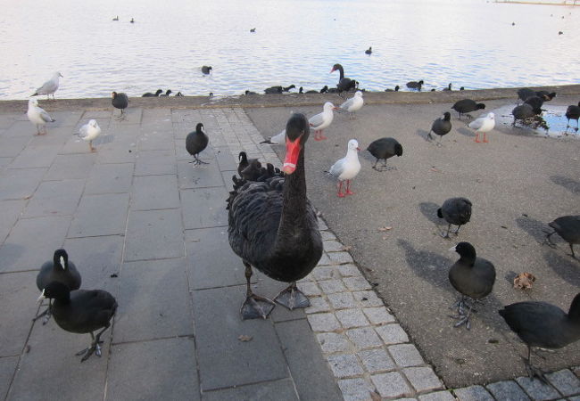 水鳥が多く集まる憩いの公園