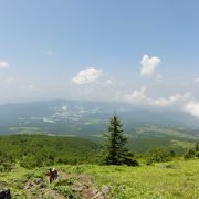 高山植物がきれいです