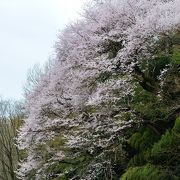 花・昆虫・野鳥と季節を問わず楽しめる場所