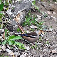 野鳥もいっぱい遊びに来てますよ