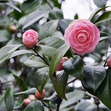 花を楽しむこともできます