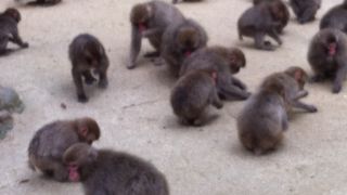 お猿さんを見に