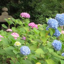 智積院の境内に咲いた紫陽花。境内一帯に咲いて綺麗です。