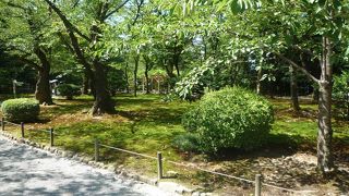   夏ですから桜は葉っぱに・・・・