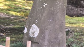 松尾芭蕉が奥の細道行で来沢した際の句が刻まれているそうです