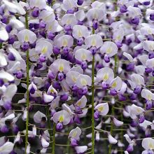 この中に入って香りを楽しむ