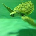 ウミガメを知る