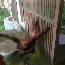 ツインズ以外のアイドル