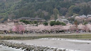 日本さくら名所100選・嵐山を流れる桂川。渡月橋を越えると大堰川。