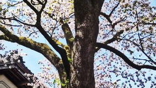 平成の大改修中（見学可）　国指定重要文化財 渡邉邸