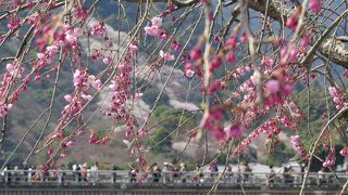 日本さくら名所100選・嵐山を借景とした渡月橋。美しい限りです。