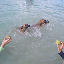 散歩途中のカワイイ犬たち!!