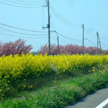 国道403号　フラワーロード沿いの菜の花と八重桜