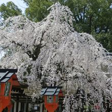 魁(さきがけ)桜。早く咲く桜です。