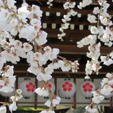 魁(さきがけ)桜。早く咲く桜です。